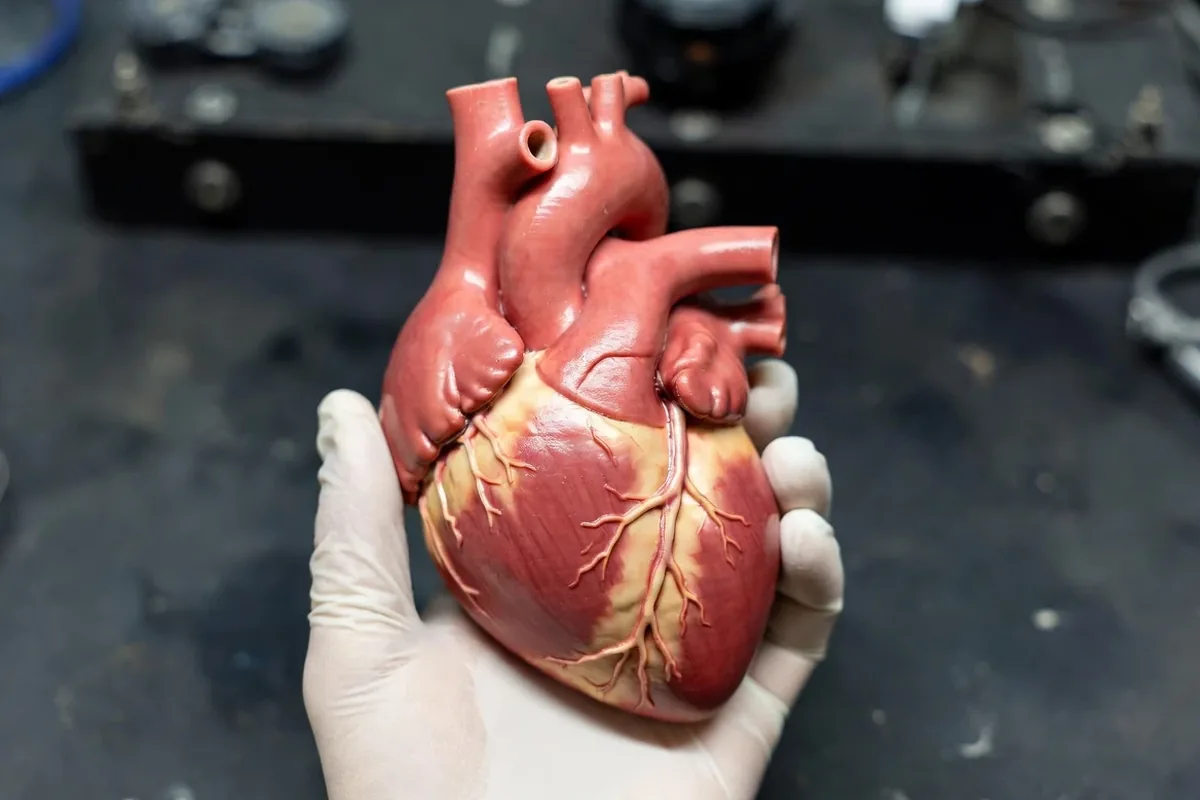 Medical Models work produced by RapidForge 3D